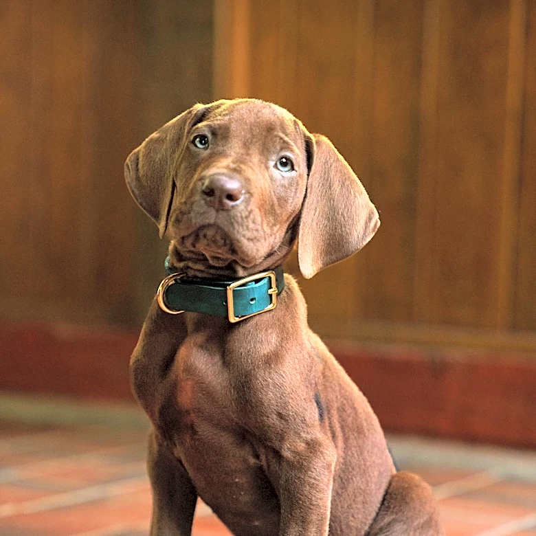Scooby-Doo to be played by real dog for first time in Netflix series