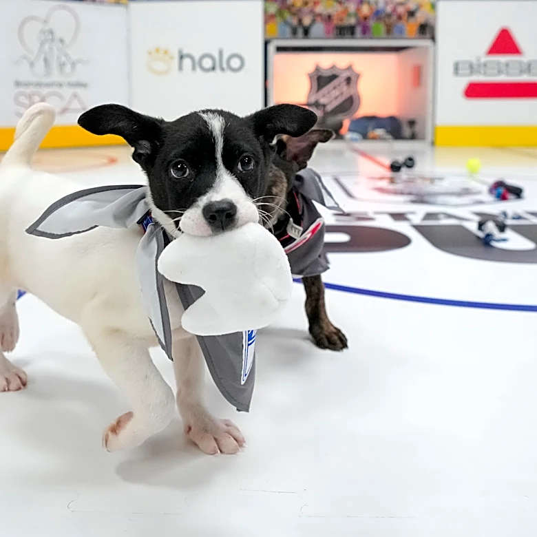 Stanley Pup returns with adorable, furry players. See lineup, how to watch