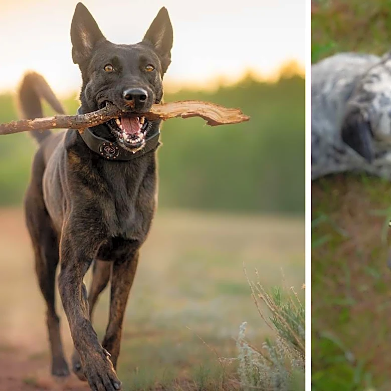 Why the SpotOn Nova GPS collar could replace your backyard fence