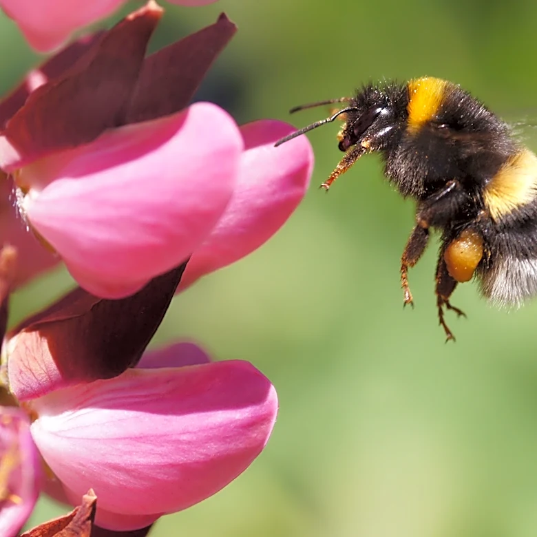 What's the buzz? New study says bumblebees are ace problem solvers
