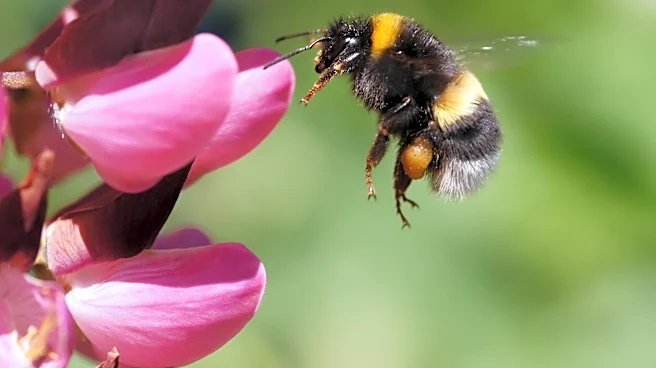 What's the buzz? New study says bumblebees are ace problem solvers