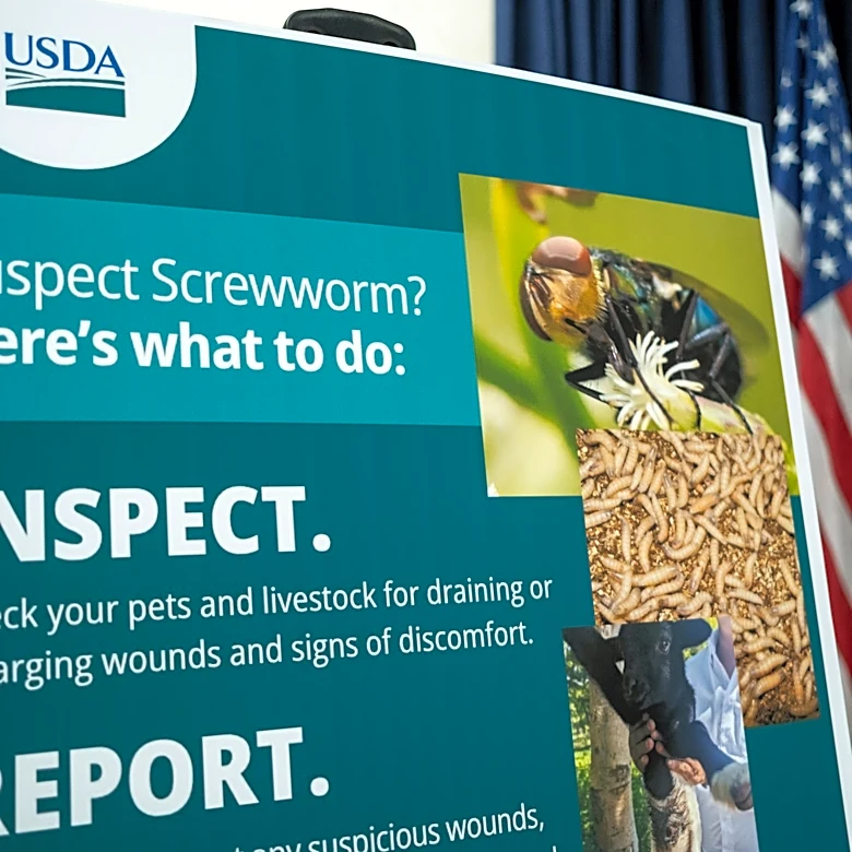 Is New World screwworm a risk to pets right now? How to protect yours