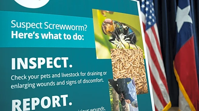 Is New World screwworm a risk to pets right now? How to protect yours