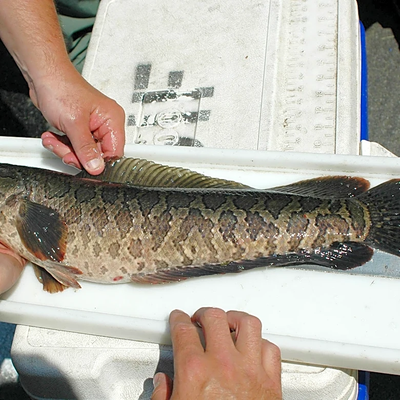 'Frankenfish' are plaguing ecosystems. What to know about the species