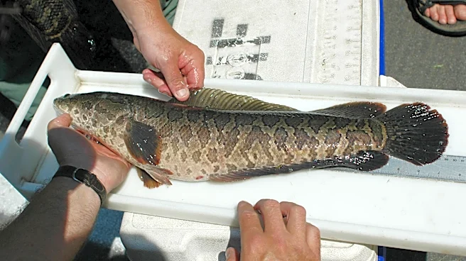 'Frankenfish' are plaguing ecosystems. What to know about the species