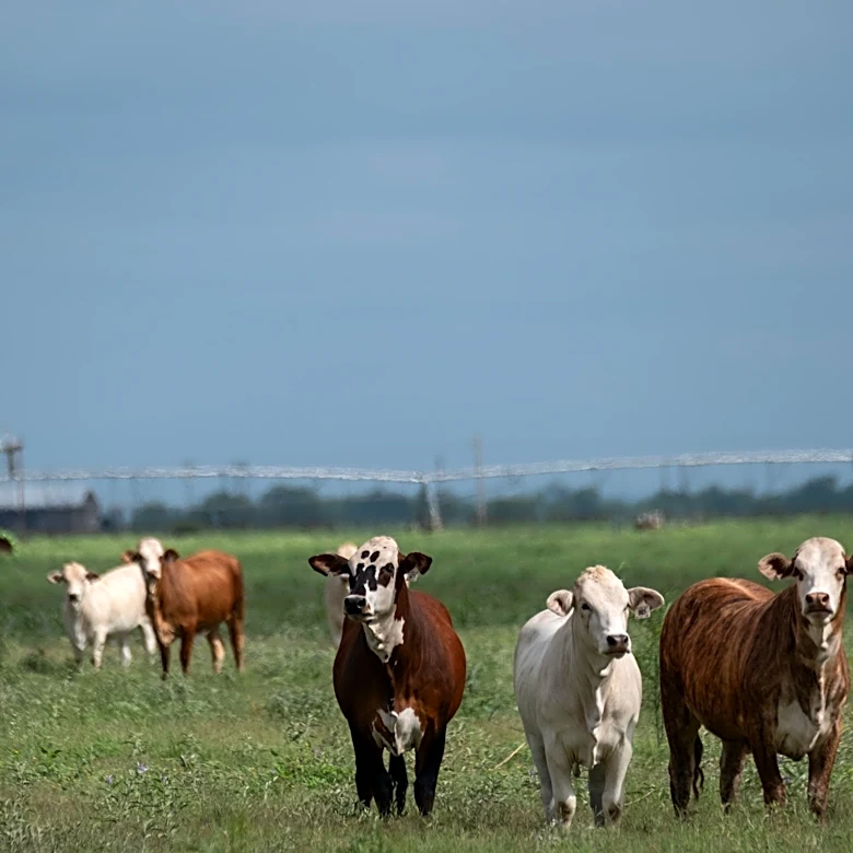 USDA reports new Texas screwworm case; US total reaches 6 with NM dog