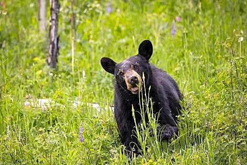 California couple used bottle, hatchet to fight off bear, police say