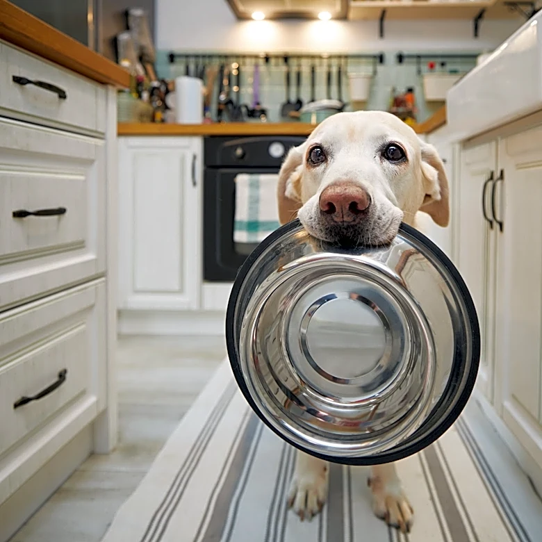 Are you cleaning your pet's food bowl enough?