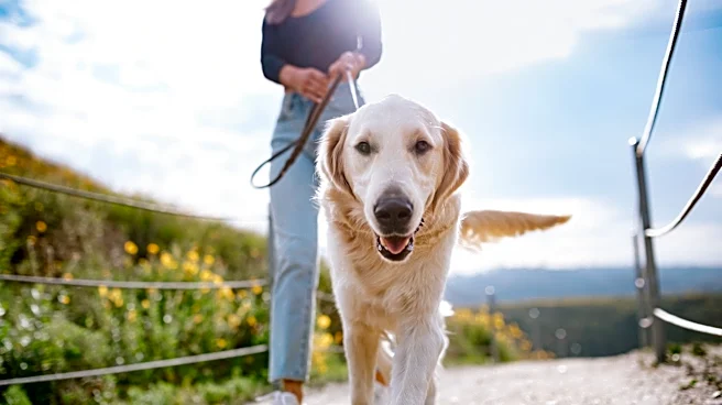 What to know about medical treatments for New World Screwworm in pets