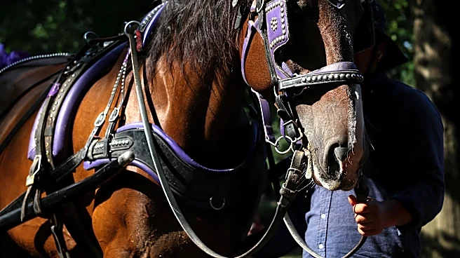 Carriage horse death elicits response from Mamdani, PETA and others