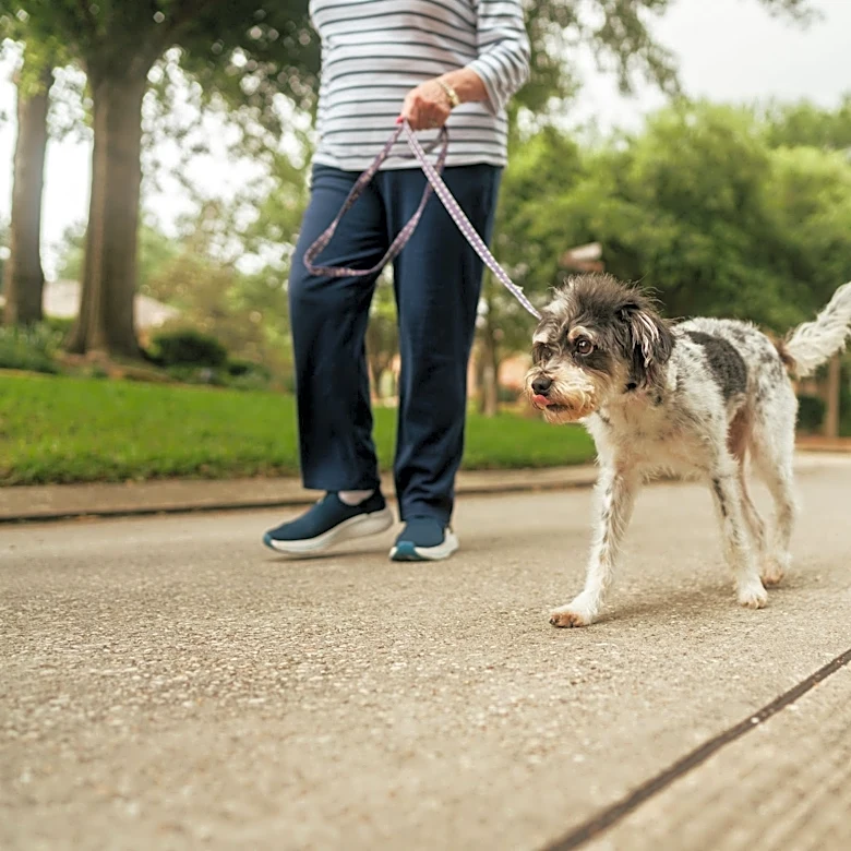 What vets want pet owners to know about New World screwworm