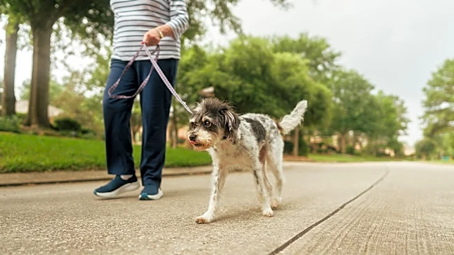 What vets want pet owners to know about New World screwworm