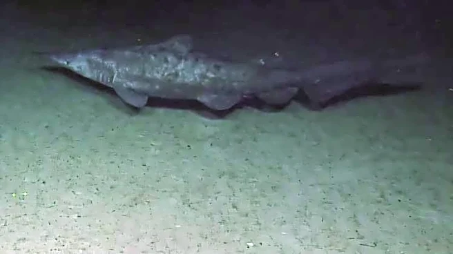 Rare deep-sea shark discovered alive in the ocean for first time
