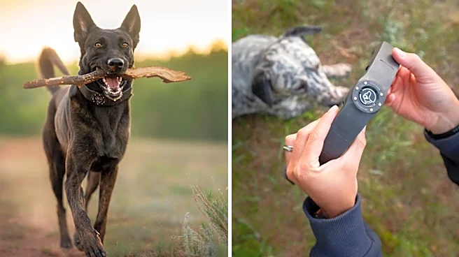 Why the SpotOn Nova GPS collar could replace your backyard fence