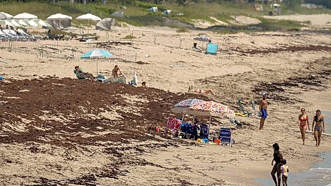 Sargassum is piling up on South Florida beaches again. Is it harmful?
