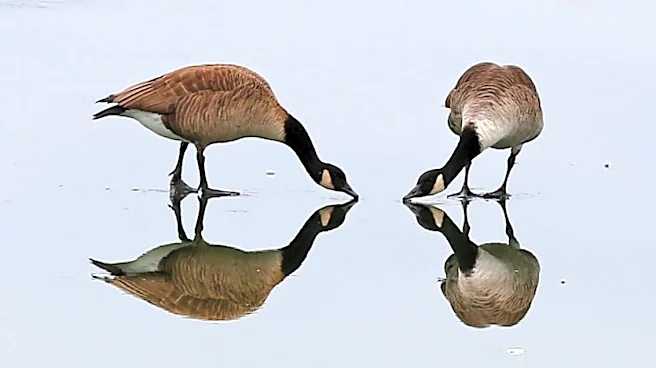 HOA votes to euthanize hundreds of geese. This expert has thoughts