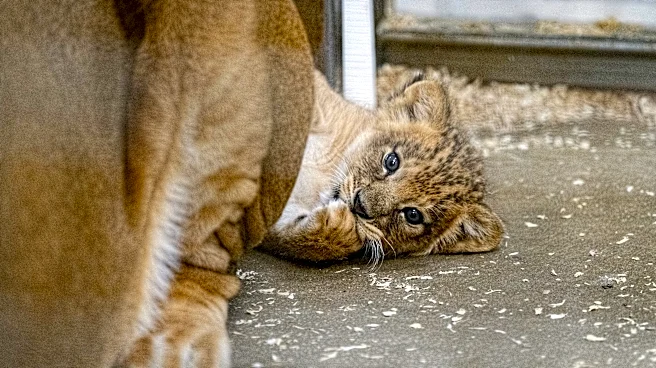 Time winding down for chance to name Pittsburgh Zoo's new lion cub