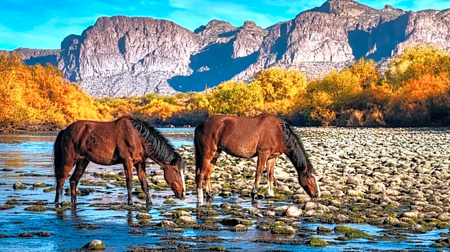 Where to see wild horses roam free this summer