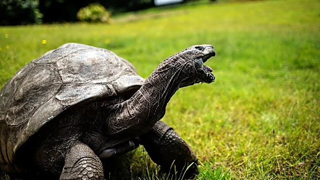 Yes, Jonathan the tortoise is still alive, and he's a Guinness icon now