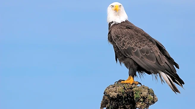 National Bald Eagle Day: 10 Surprising facts behind the icon