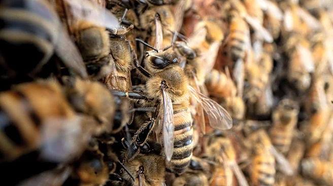 Millions of bees swarm Texas neighborhood after semitrailer overturns