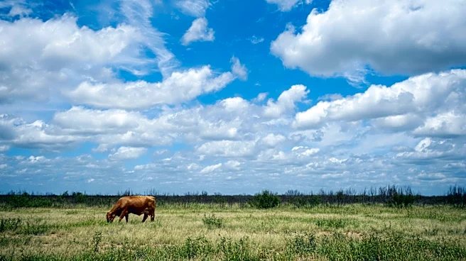 New World screwworm spreads in Texas livestock as US cases climb to 16