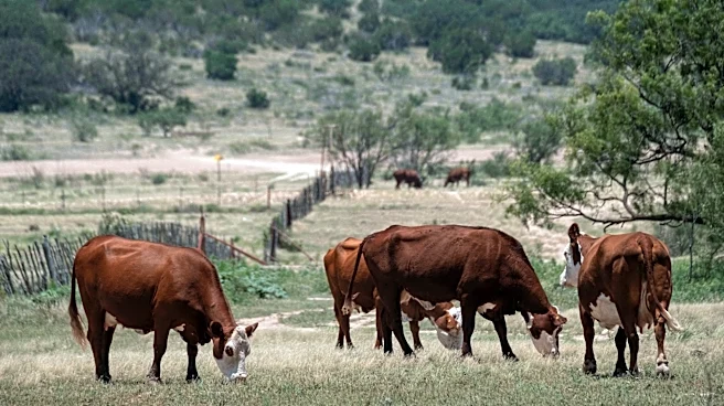 Texas adds 3 more New World screwworm cases as US total hits 19