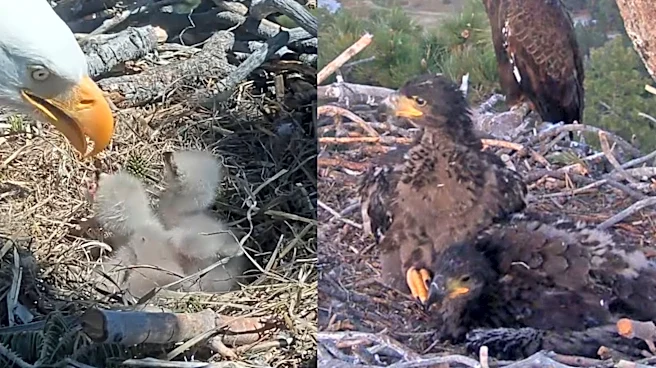 Petition seeks to halt Big Bear fireworks over eaglets