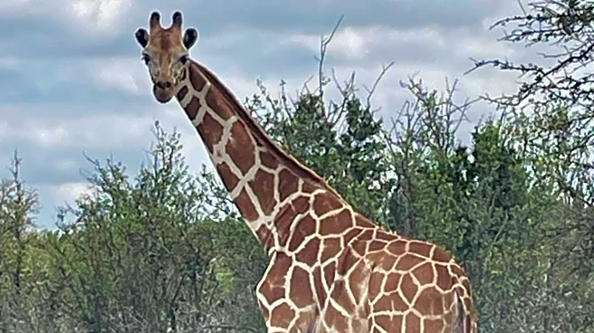 Gracie the missing giraffe is found in Texas after 2-week search