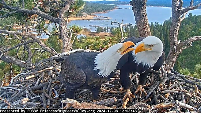 Jackie and Shadow's eaglet took a scary tumble. See how she's doing