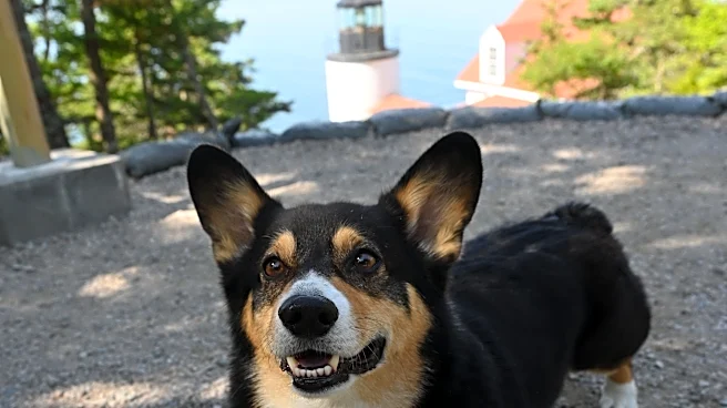 Which national parks are pet-friendly? What to know before you go.