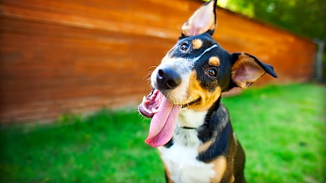 As heat wave hits US, here's how to keep your pets safe