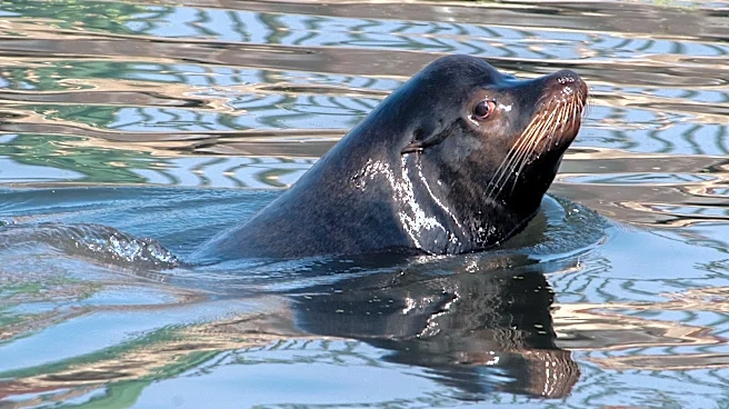 Warming seas and El Niño put West Coast sea lion pups at new risk