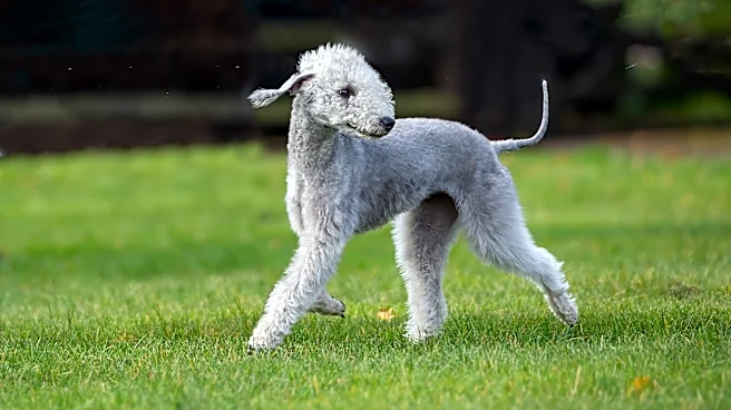 'Hypoallergenic' dog breeds that won't shed everywhere