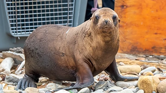 Malnourished California sea lion pup recovers and returns home