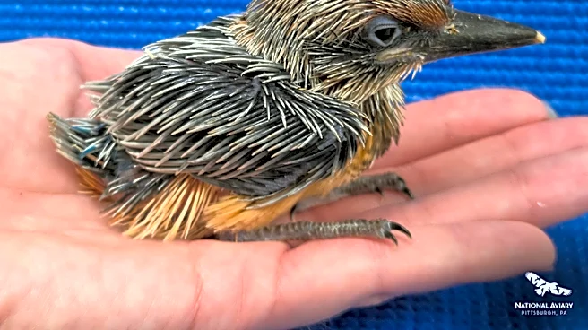 Nearly extinct species coming back in wild thanks to Pittsburgh aviary
