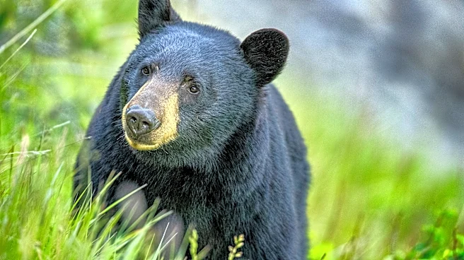 Does Pittsburgh have black bears? Yes. Here's what to do if you see one