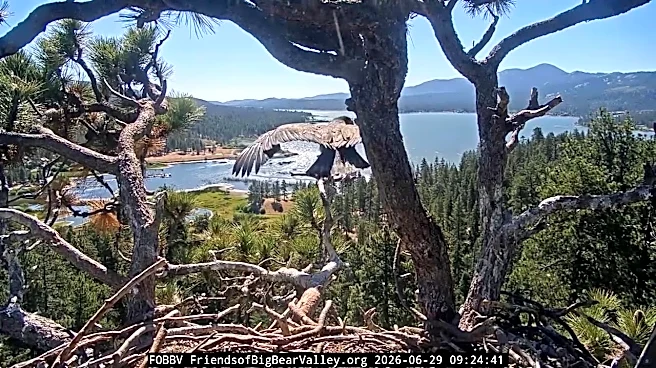Big Bear eagle family back to routine after controversial fireworks
