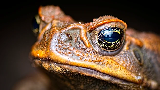 These invasive toads pose deadly poisoning threat to Florida pets