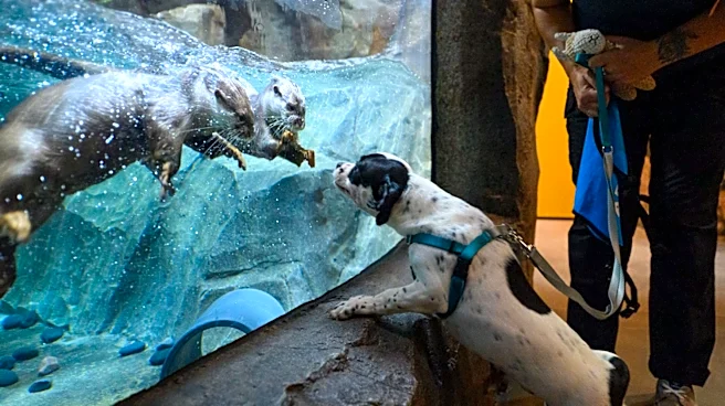 Shelter pups visit Daytona Aquarium for 'Dogs Day Out'