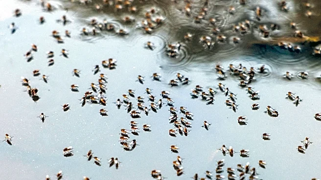 Catnip lotion works as well as DEET at repelling mosquitoes, study finds