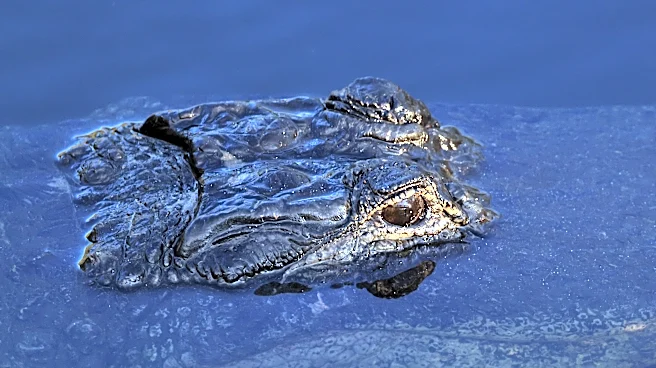 Florida alligator attacks won't keep me off the water | Opinion