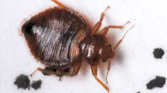 How to protect yourself from bed bugs when you travel