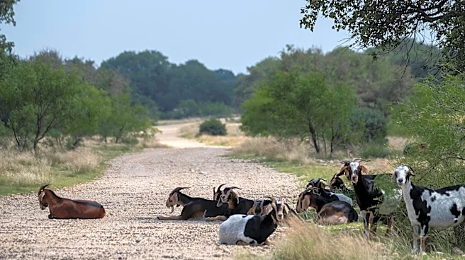 Are New World screwworm cases in Texas slowing down? Latest count, map