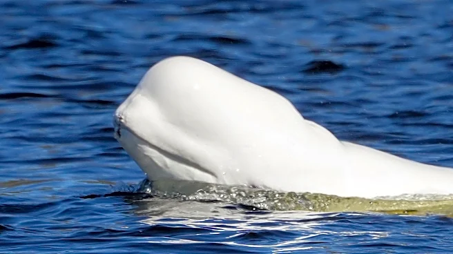 Remaining beluga whales at Canada's Marineland to find new homes in US
