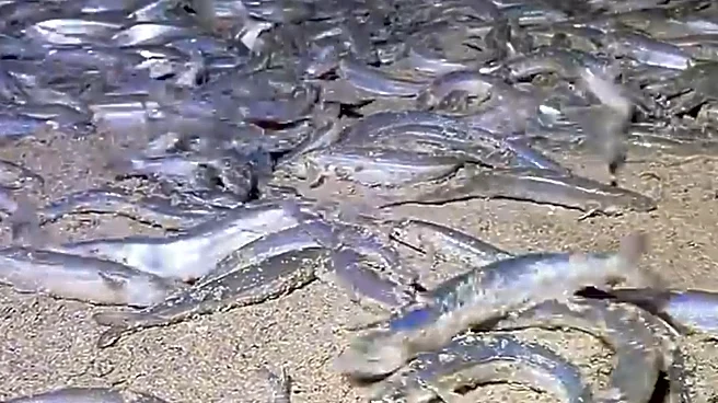 This small fish will 'storm' SoCal beaches July. You can take them