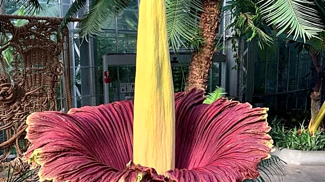 It's time to see the 'rotting flesh' smelling corpse flowers in SoCal