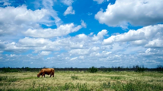 Texas screwworm cases continue in July. Here's how they compare