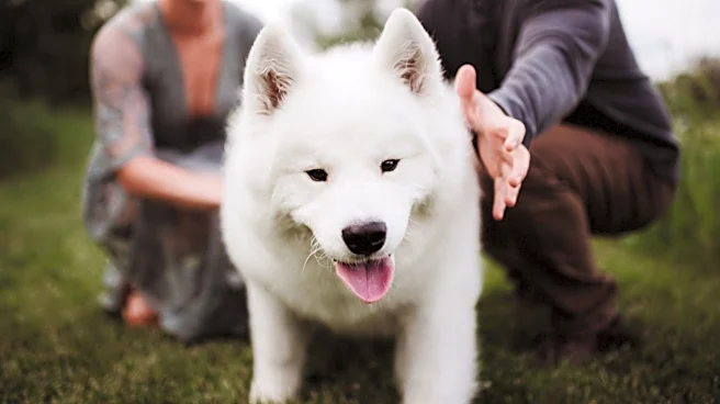 Taylor Swift and Travis Kelce got a Samoyed -- here's what you need to know about the breed