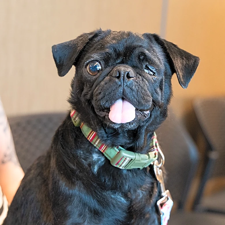 See rescue pitbull terrier save critically ill pug's life